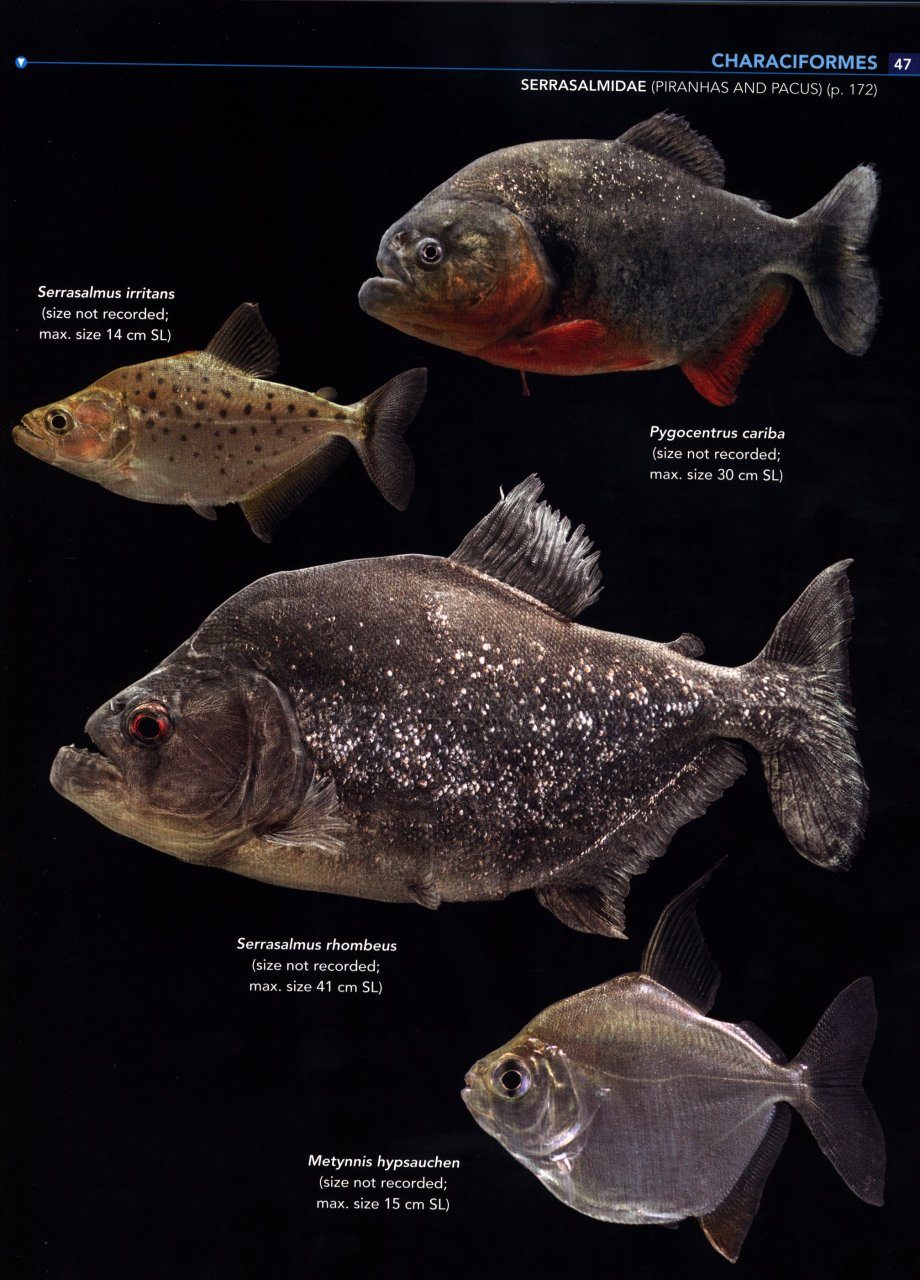 a field guide to fishes of chesapeake bay